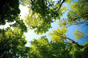 A canopy of trees against a blue sky.