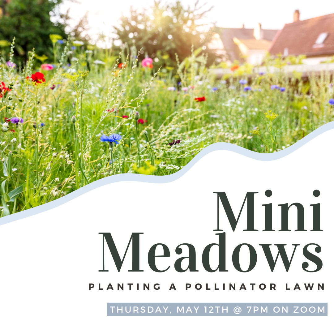 mini meadows program flyer