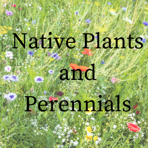 native plants and perennials