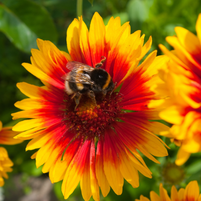 Pollinator Garden