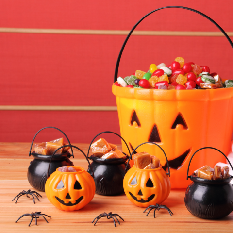 Pumpkin Palooza Image