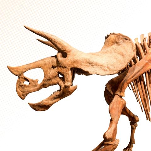 triceratops skeleton