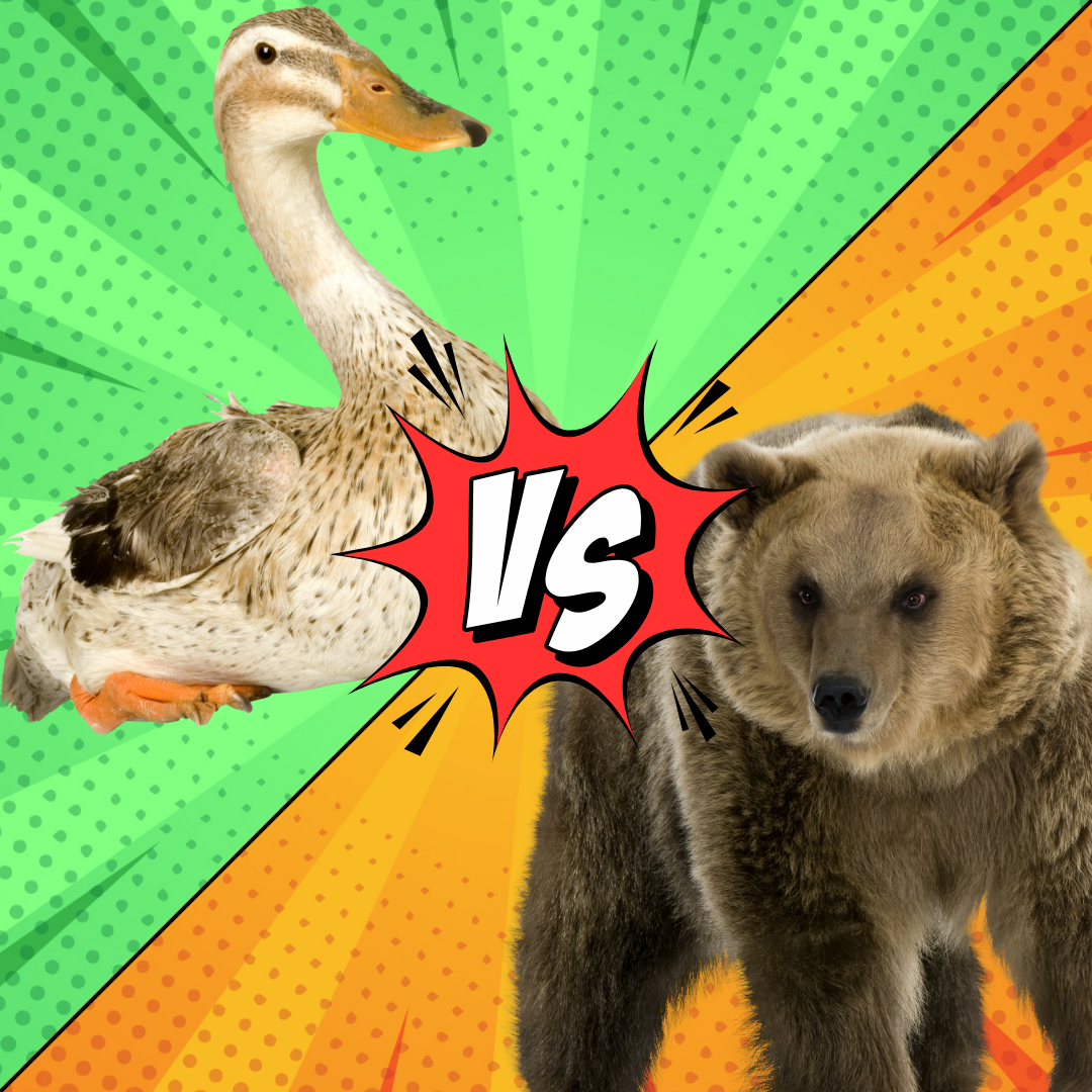 Ducks Vs Bears Storytime