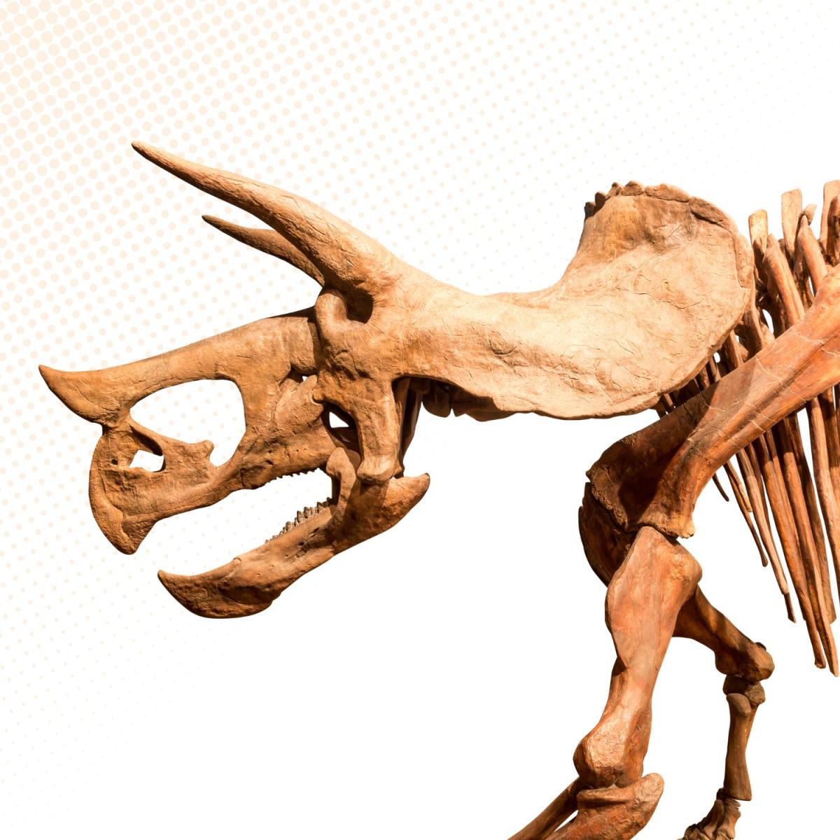 triceratops skeleton